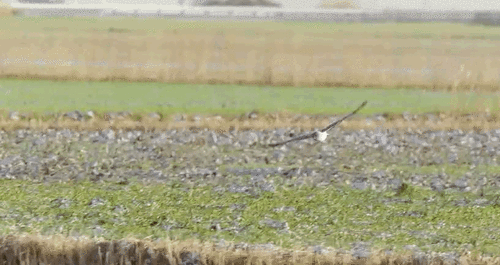 Hen Harrier