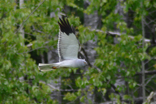 Hen Harrier