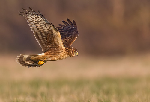 Hen Harrier