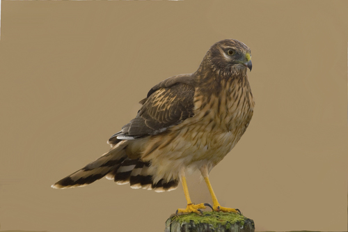 Hen Harrier