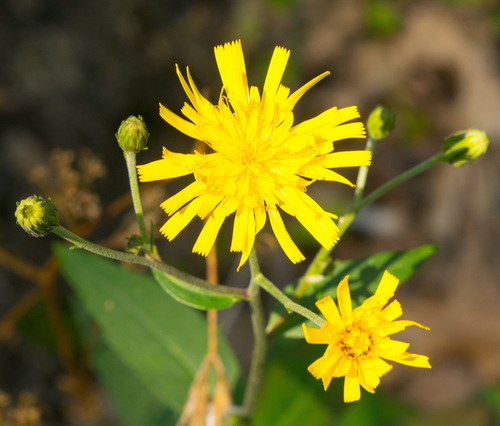 Canada hawkweed