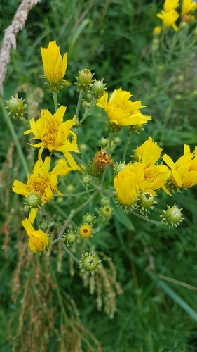 Canada hawkweed