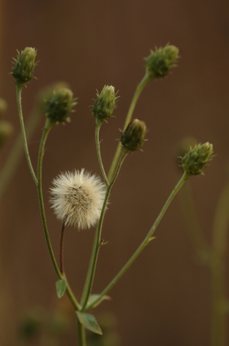 Canada hawkweed
