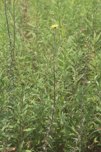 Canada hawkweed