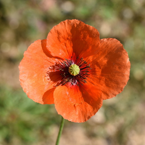 Long-headed poppy