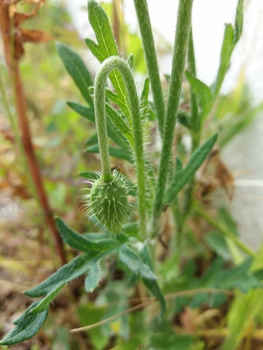 Long-headed poppy