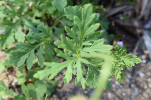 Long-headed poppy