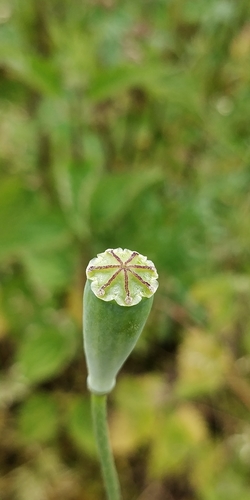 Long-headed poppy
