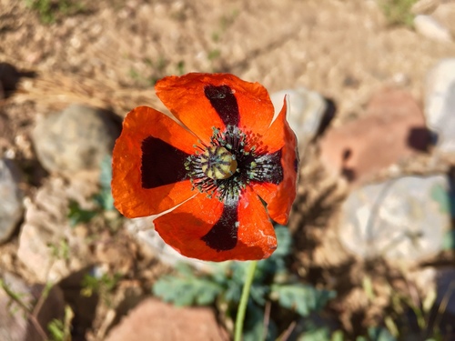 Long-headed poppy