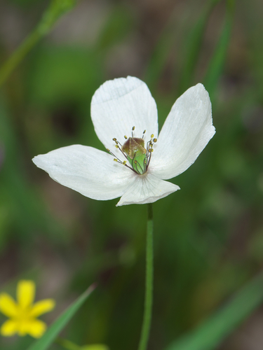 Long-headed poppy