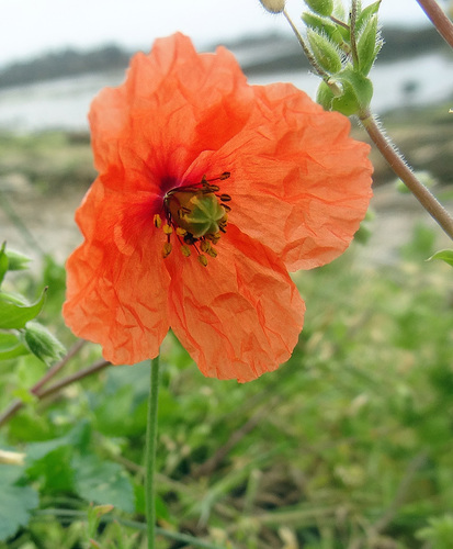 Long-headed poppy