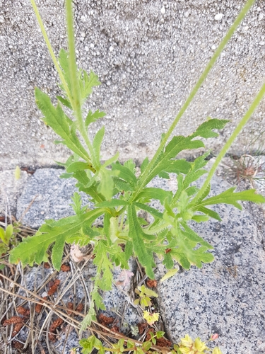 Long-headed poppy