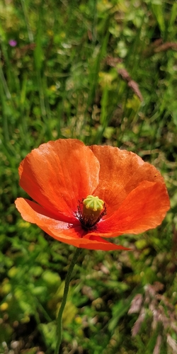 Long-headed poppy