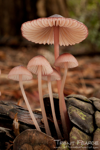 Bonnets