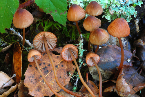 Bonnets