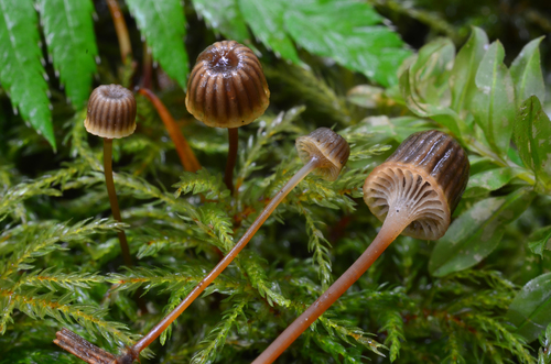 Bonnets