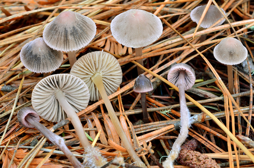 Bonnets