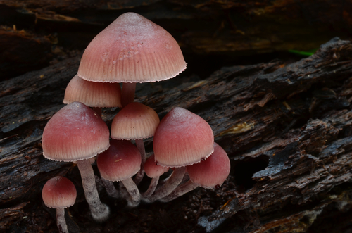 Bonnets