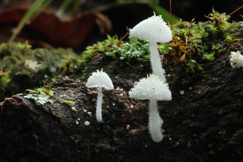 Bonnets