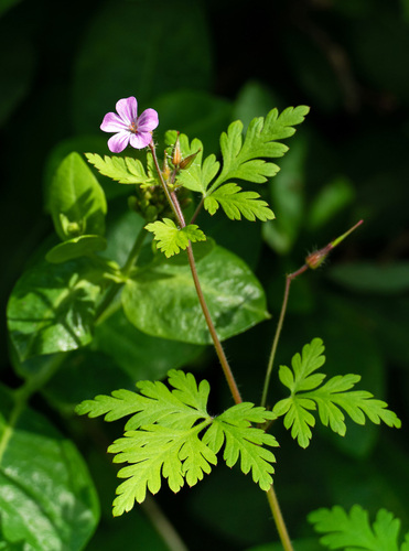 Herb Robert