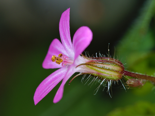 Herb Robert