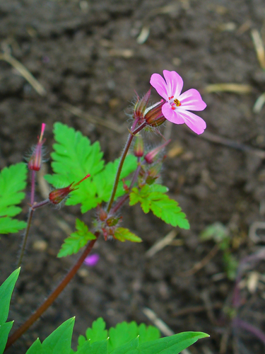 Herb Robert