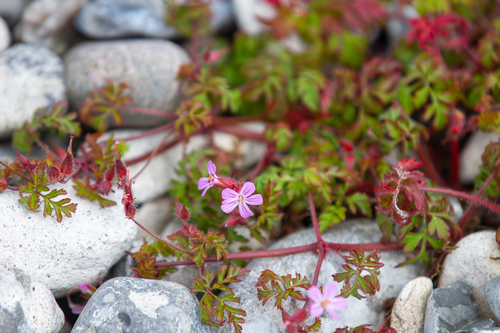 Herb Robert