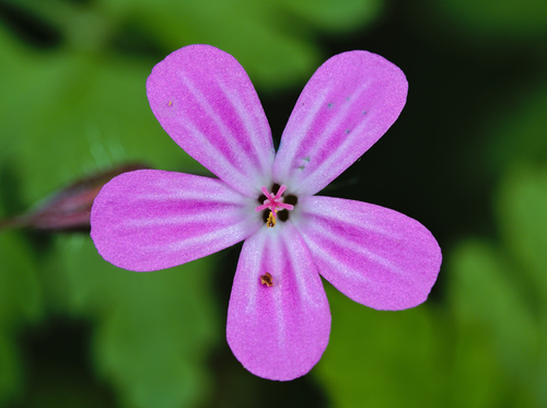Herb Robert