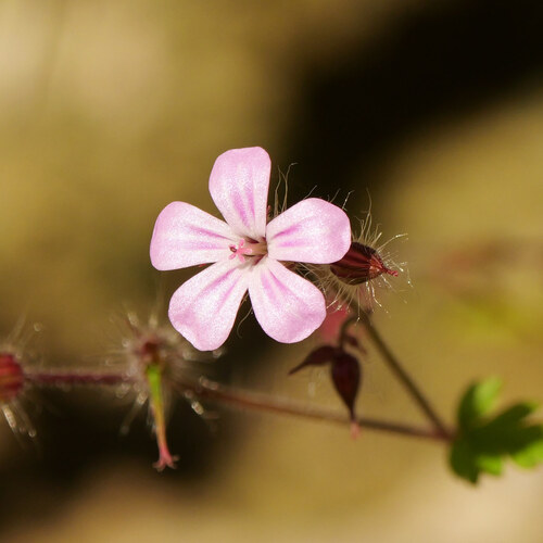 Herb Robert