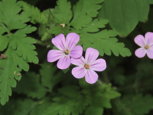 Herb Robert