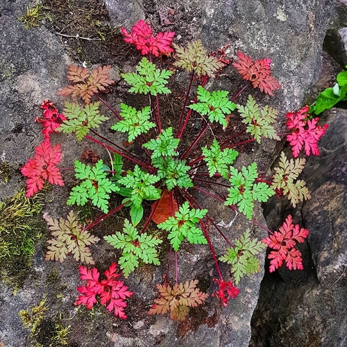 Herb Robert