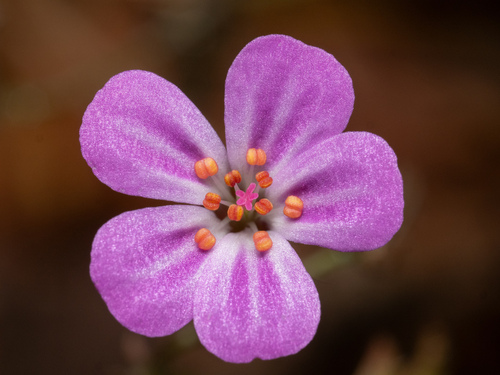 Herb Robert