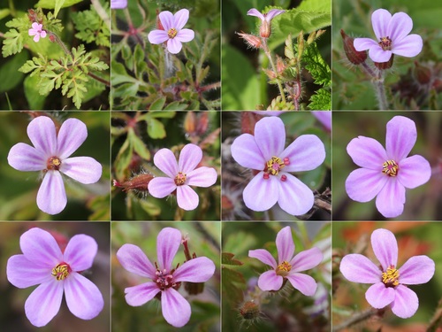 Herb Robert