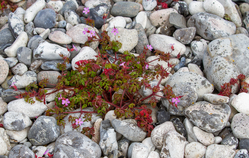 Herb Robert