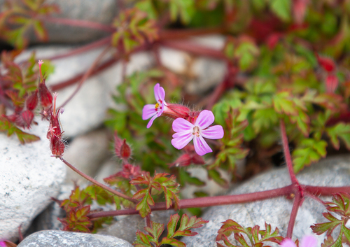 Herb Robert