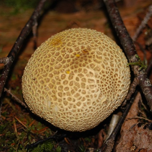 common earthball