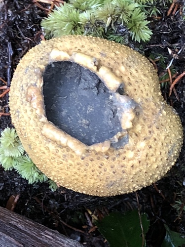 common earthball