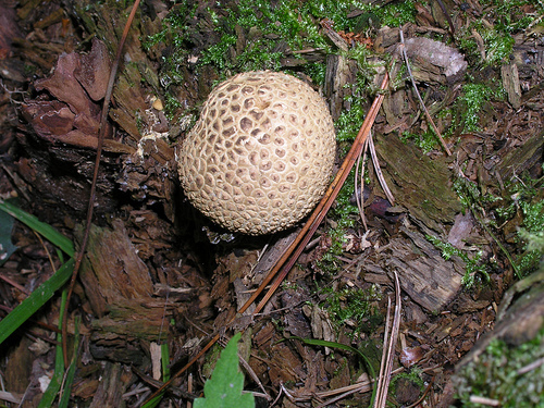 common earthball