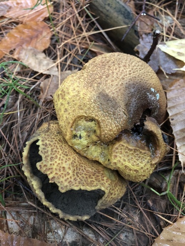 common earthball