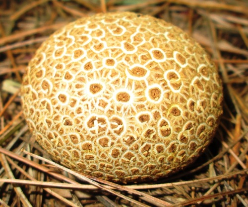 common earthball