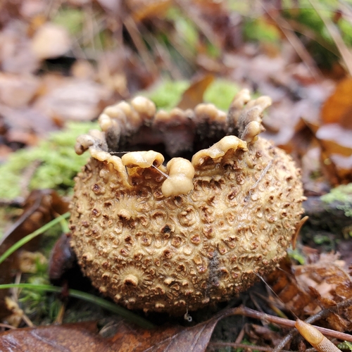 common earthball