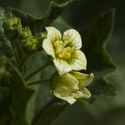 White Bryony