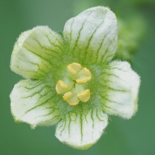 White Bryony