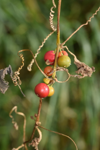 White Bryony
