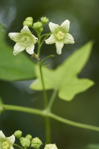 White Bryony