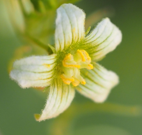White Bryony