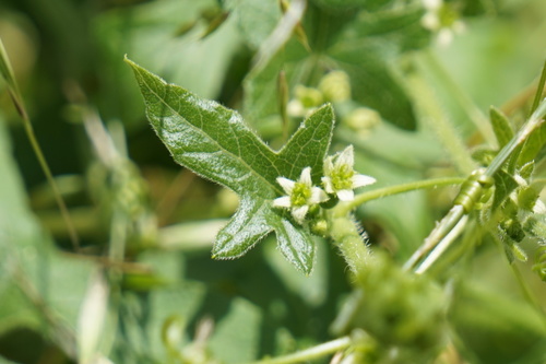 White Bryony