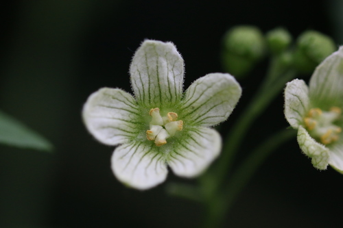 White Bryony