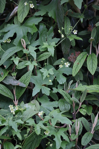 White Bryony