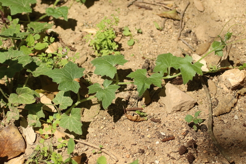 White Bryony